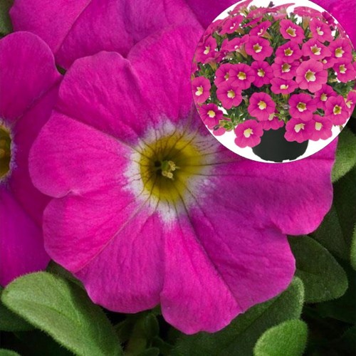 Calibrachoa POCKET 'Pink Ice' - Puispetuunia POCKET 'Pink Ice' 